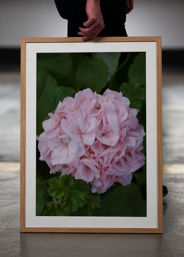 Geranium ”MÅRBACKA”