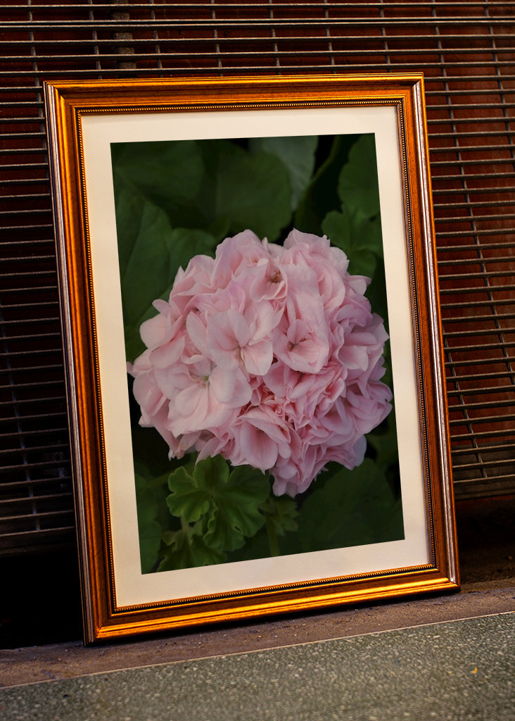 Geranium ”MÅRBACKA”