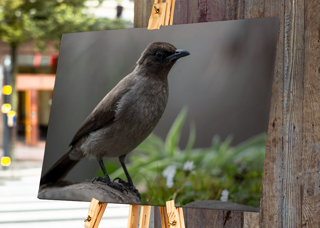 Geliebter Gartenbülbül