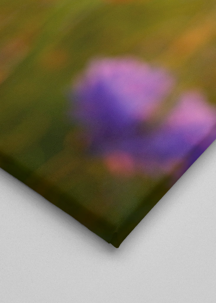 Poppy flower in sunset