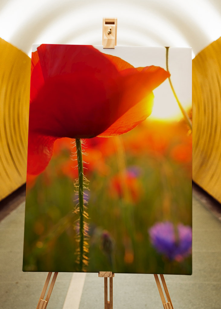 Poppy flower in sunset