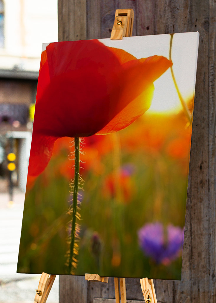 Poppy flower in sunset