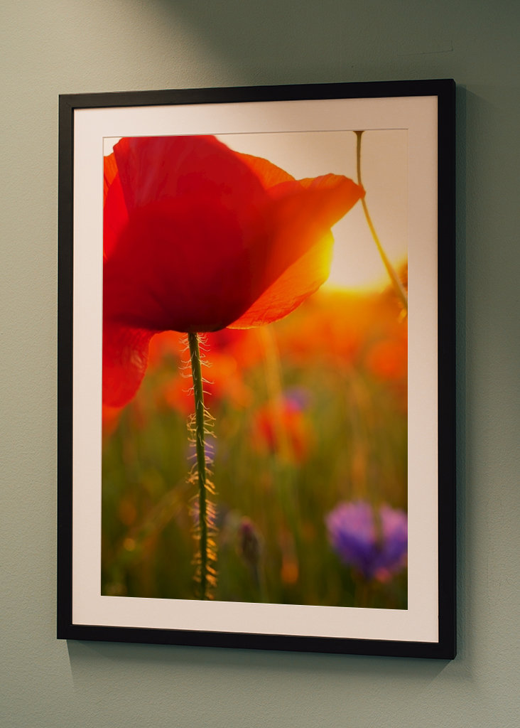 Poppy flower in sunset
