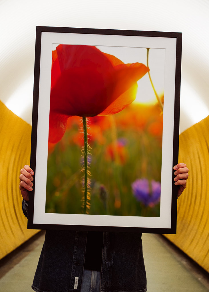 Poppy flower in sunset