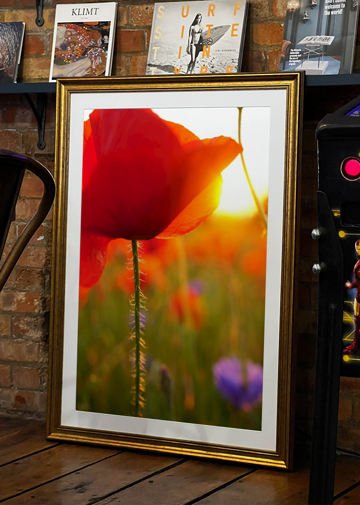 Poppy flower in sunset