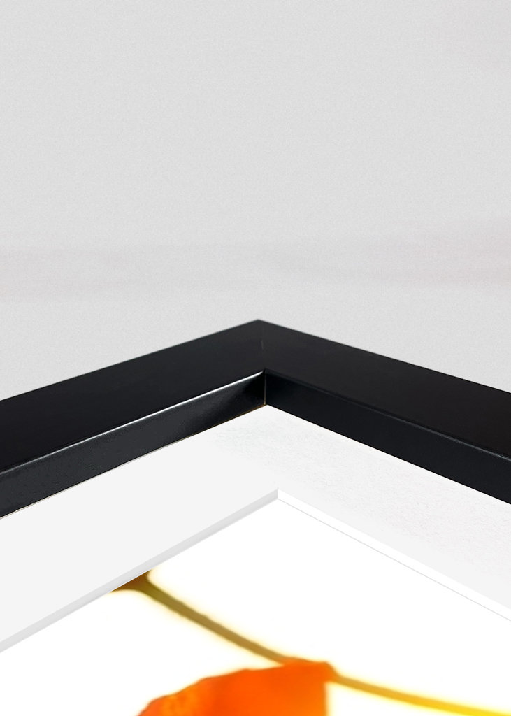 Poppy flower in sunset