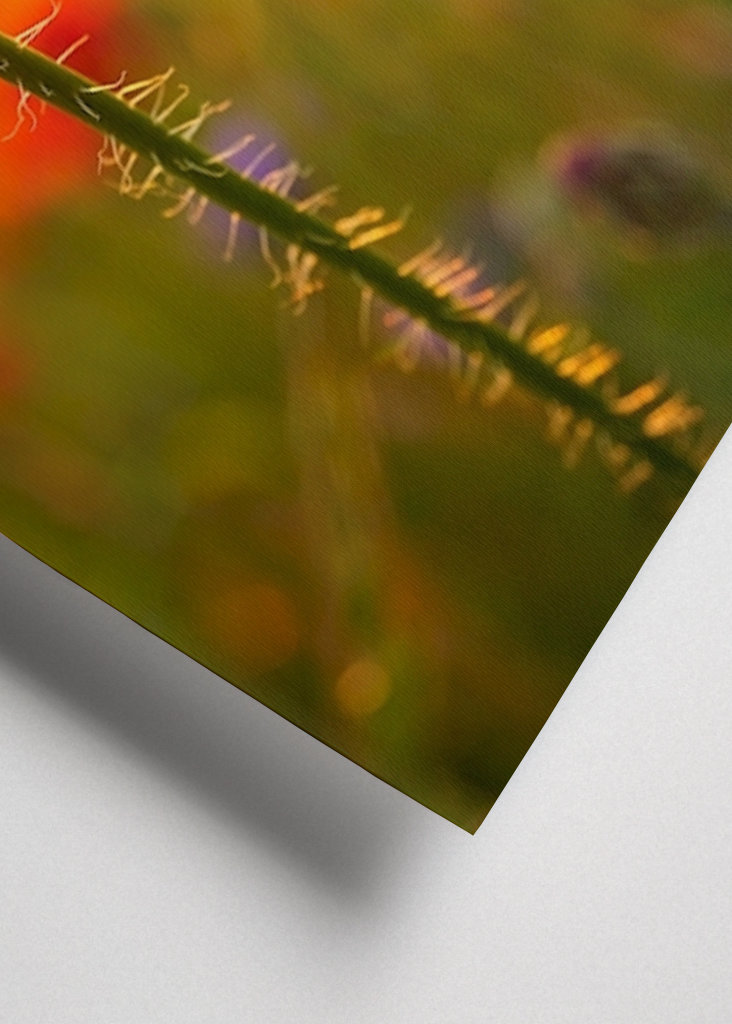 Poppy flower in sunset