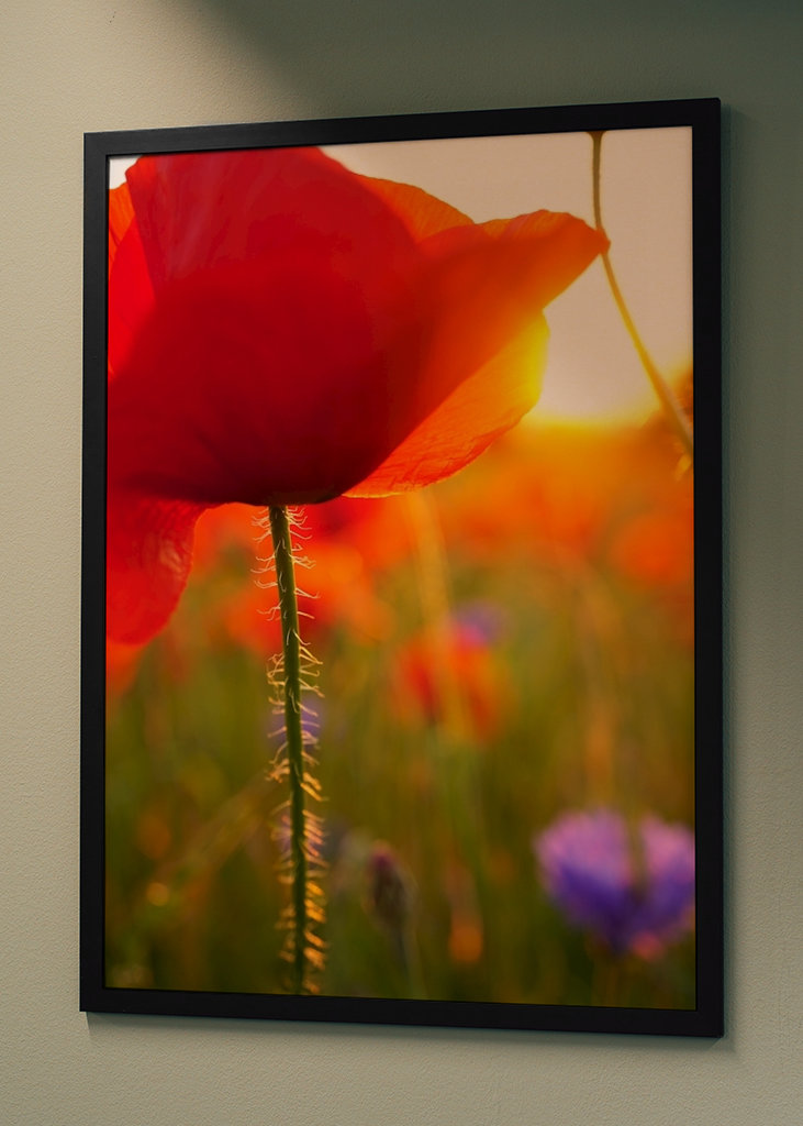 Poppy flower in sunset
