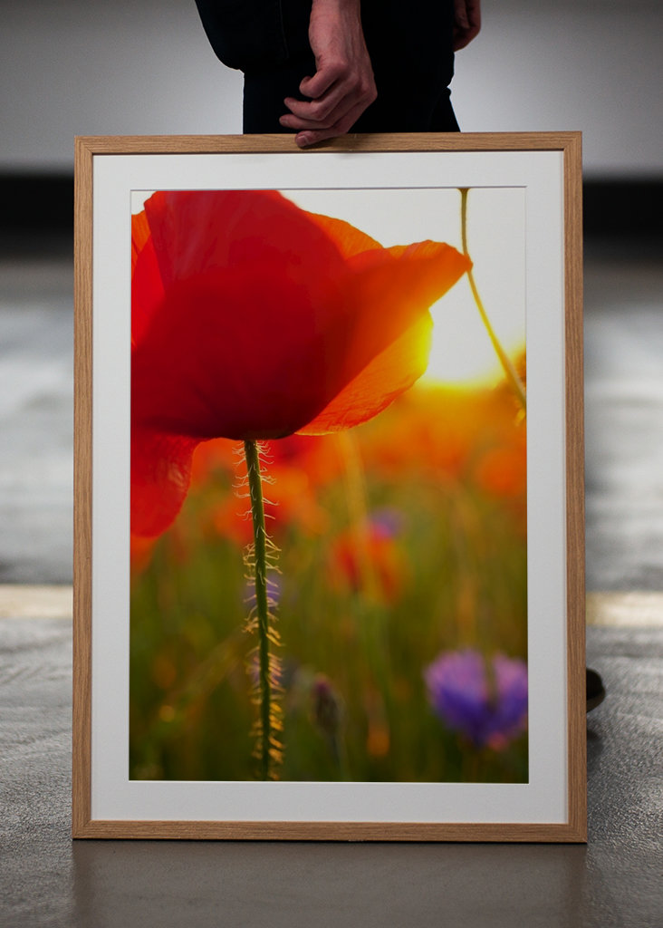 Poppy flower in sunset