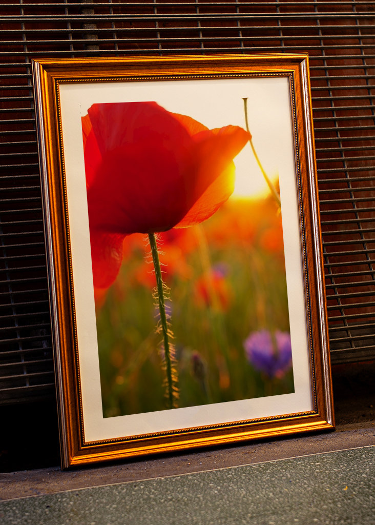 Poppy flower in sunset