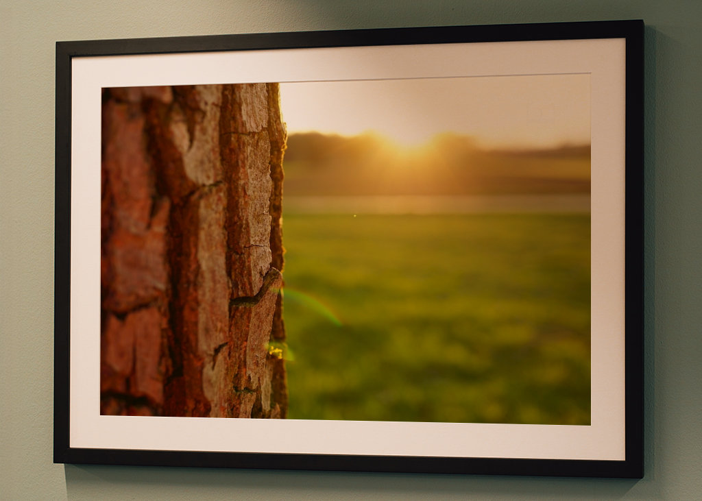 Närbild av trädbark