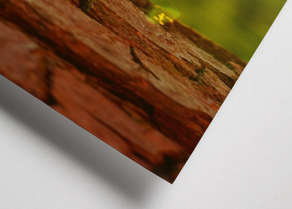 Närbild av trädbark