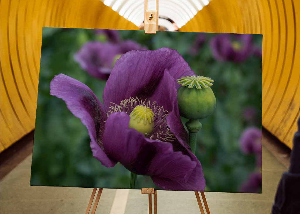 Fiore di papavero viola
