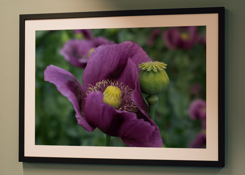 Fiore di papavero viola