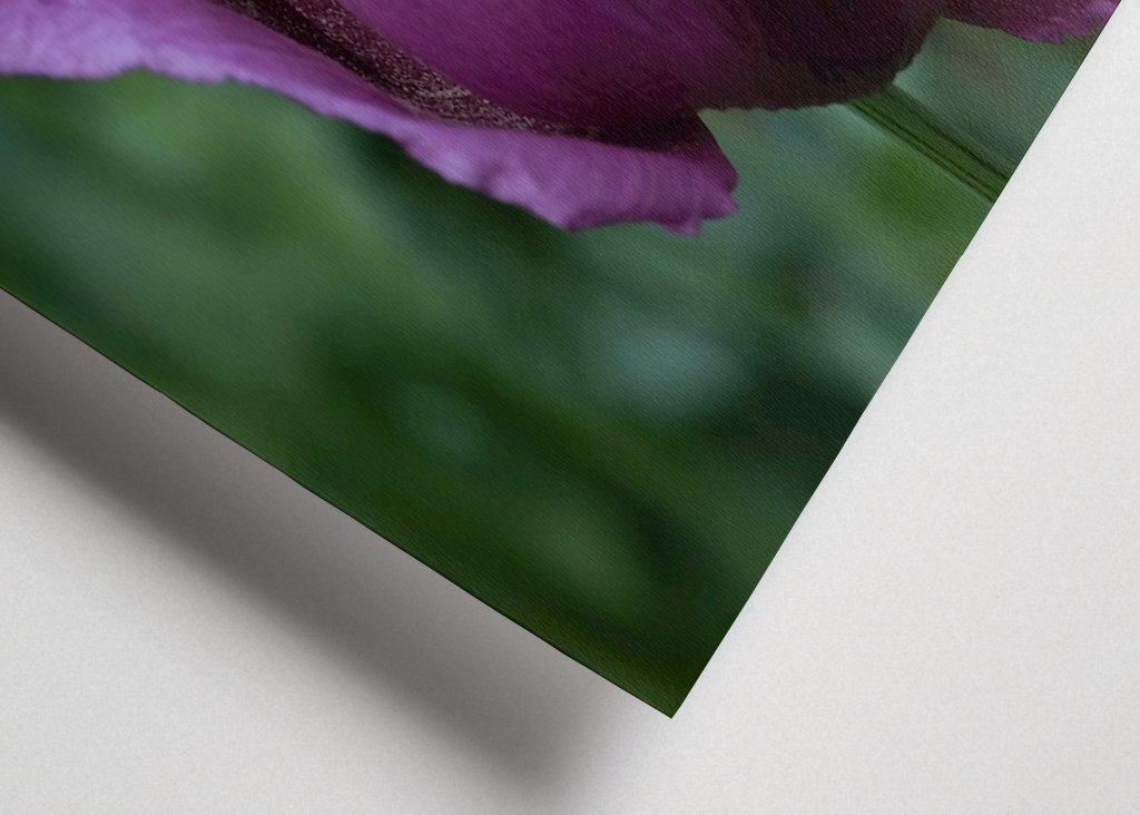 Fiore di papavero viola