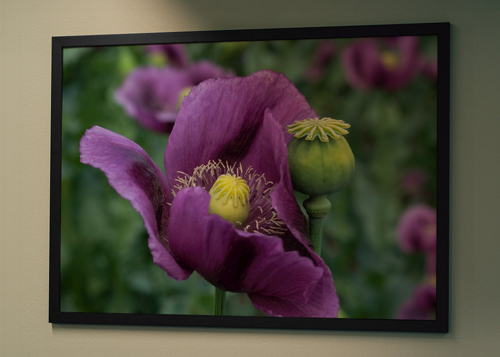 Fiore di papavero viola