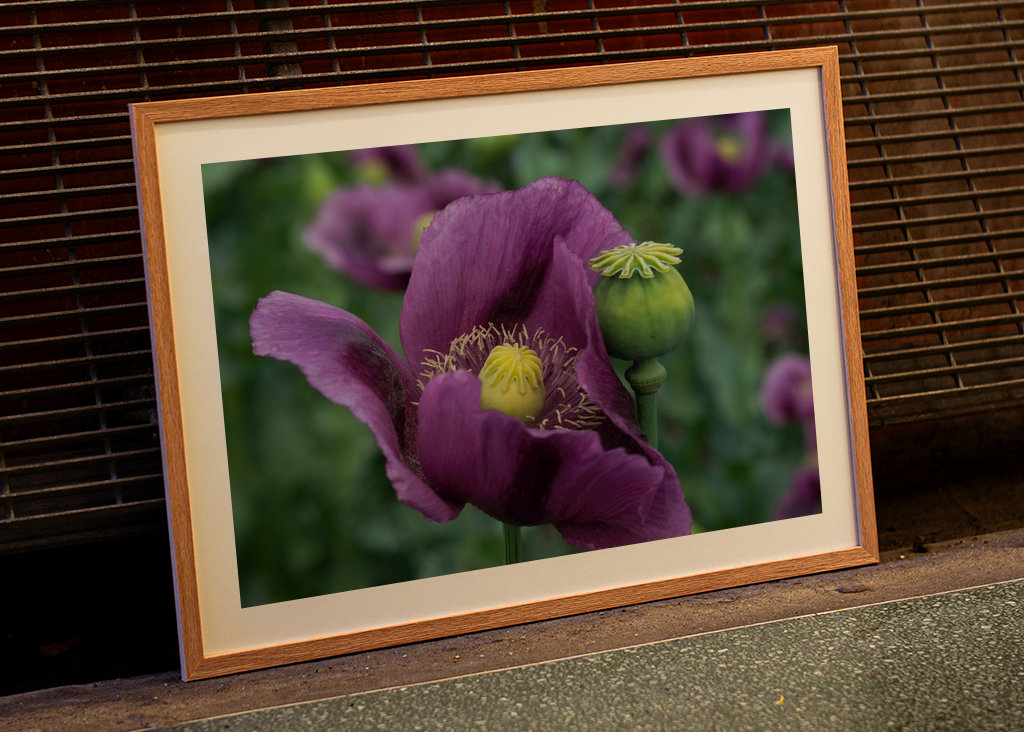 Fiore di papavero viola