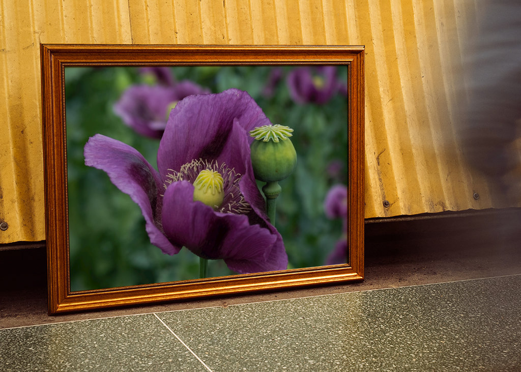 Fiore di papavero viola