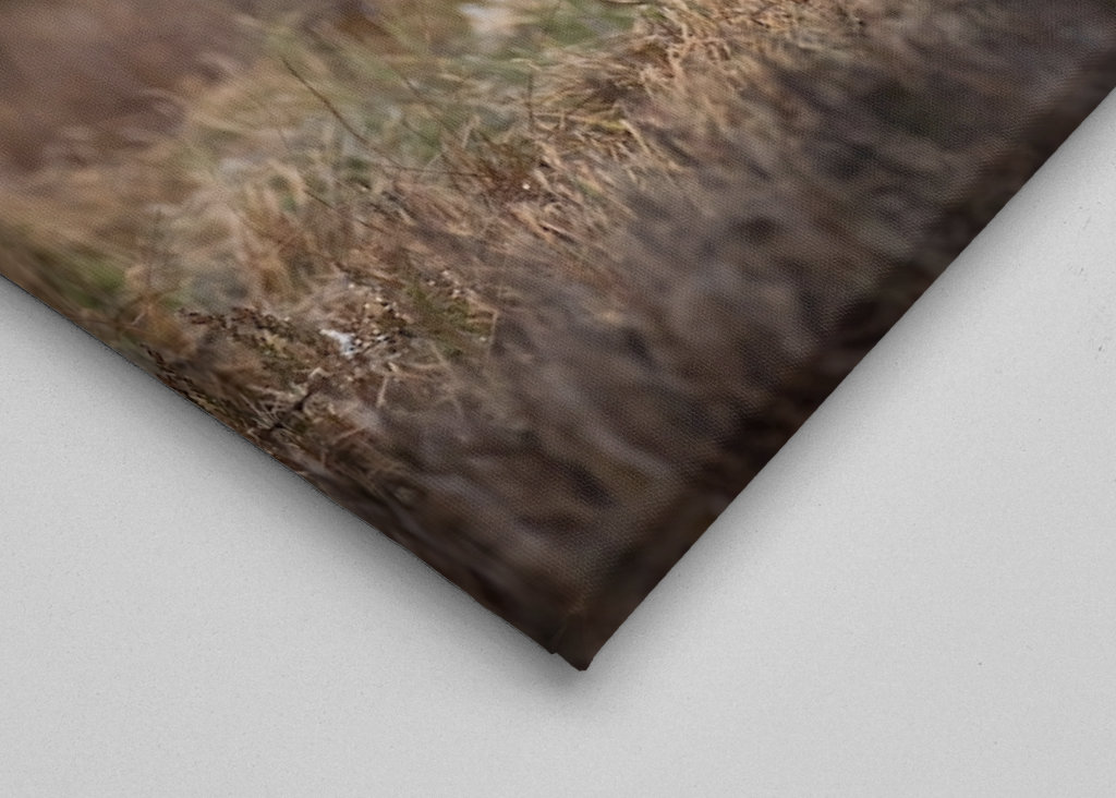 A szirti sas leszállt