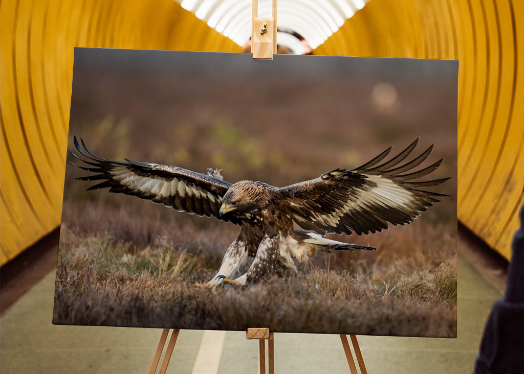 A szirti sas leszállt