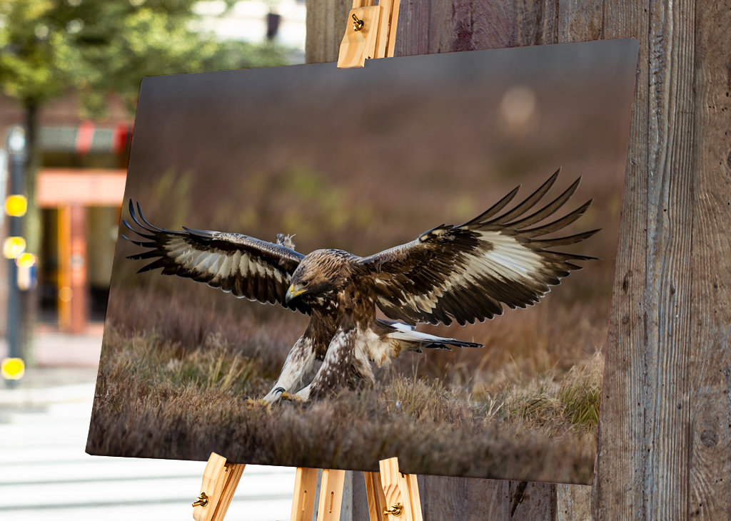 A szirti sas leszállt