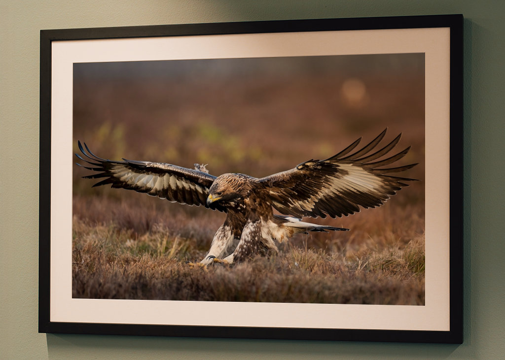 A szirti sas leszállt