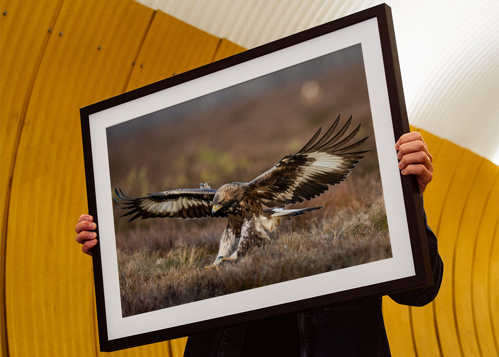 A szirti sas leszállt