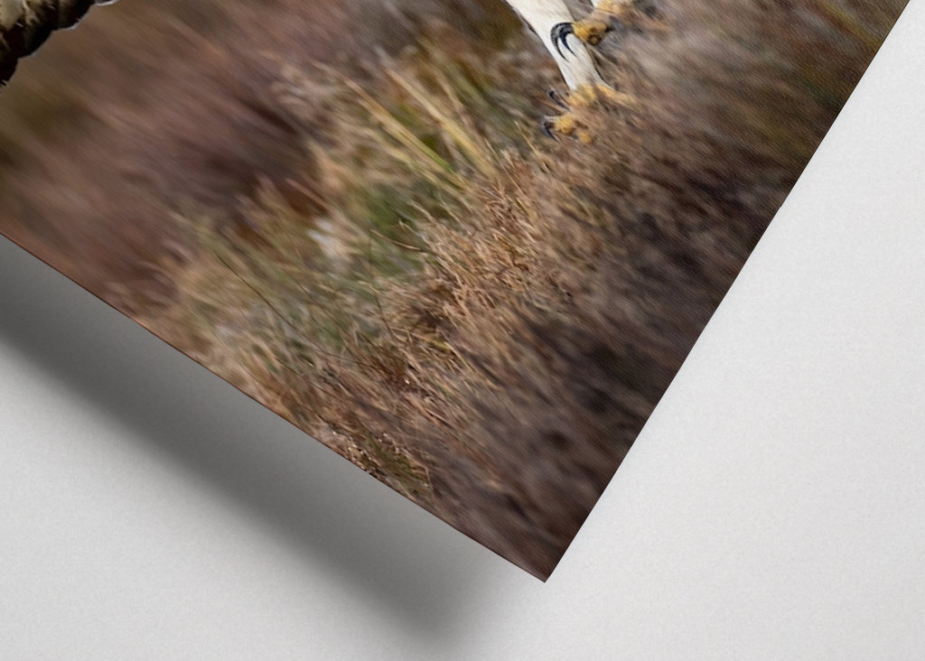 A szirti sas leszállt