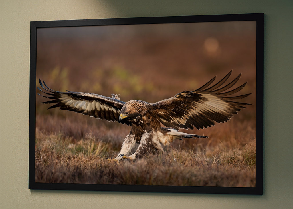 A szirti sas leszállt