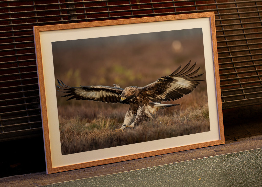 A szirti sas leszállt