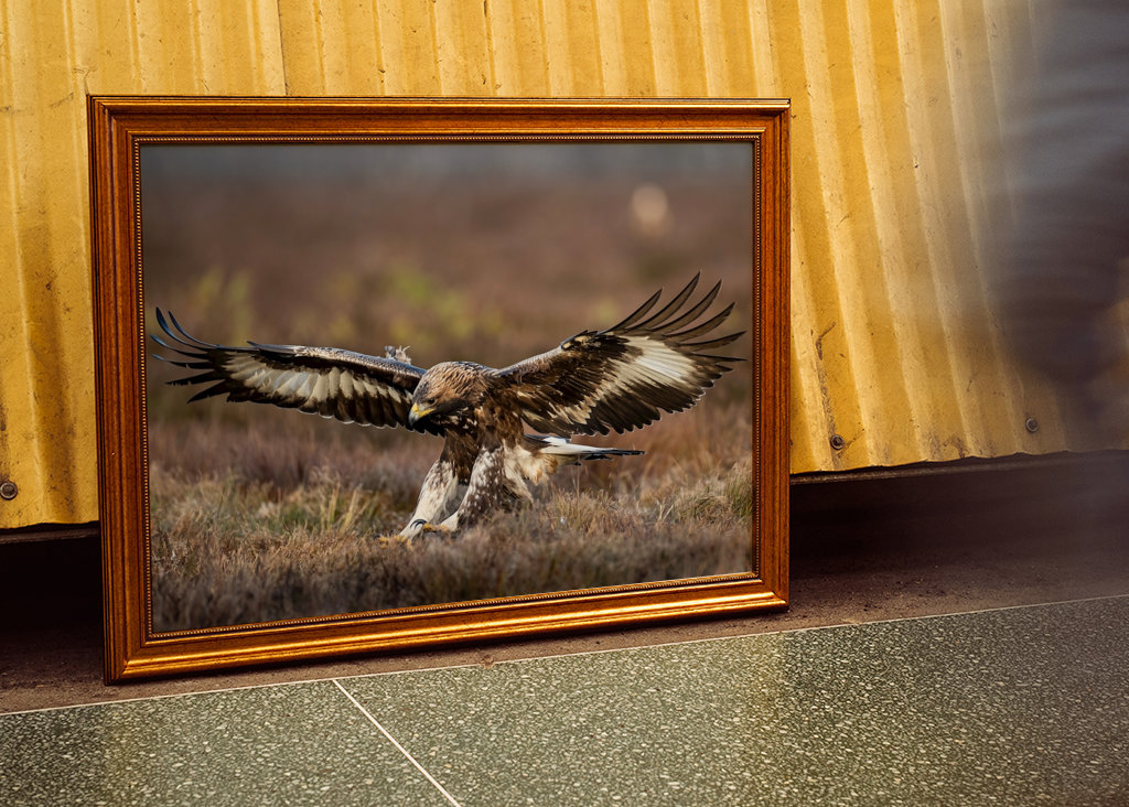 A szirti sas leszállt