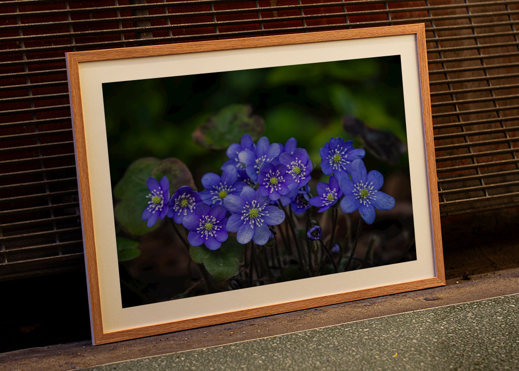 Hepatica - Blasippa