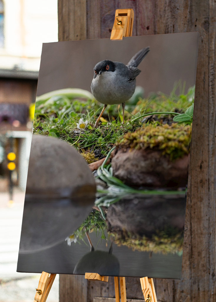 Sardischer Waldsänger in aufgewühlten Gewässern