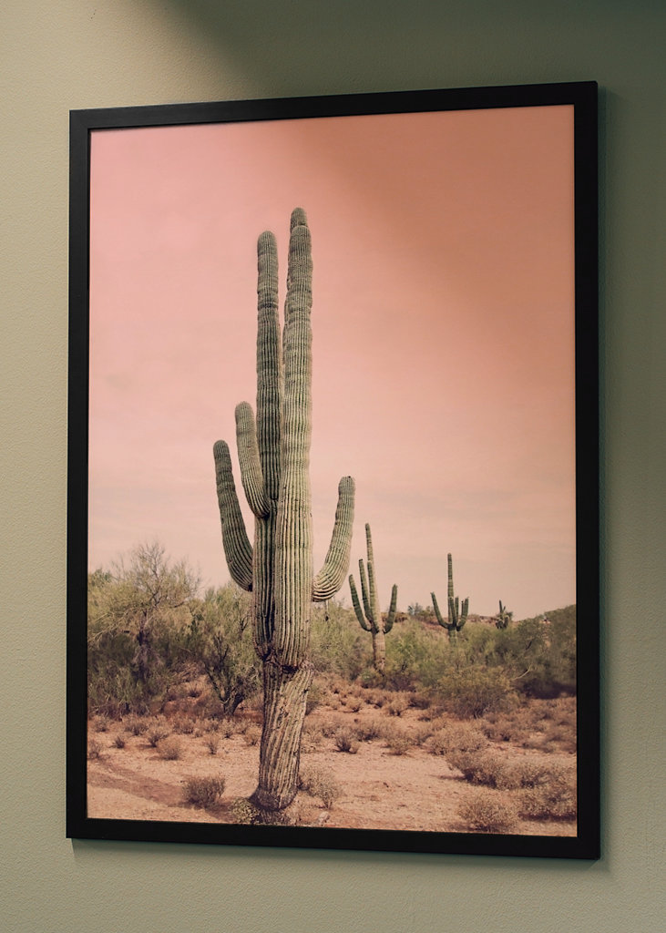 Blush Desert Cactus