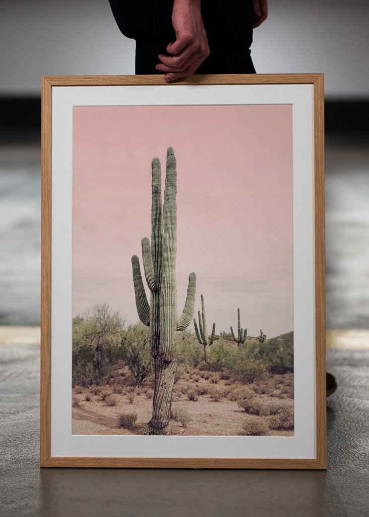 Blush Desert Cactus