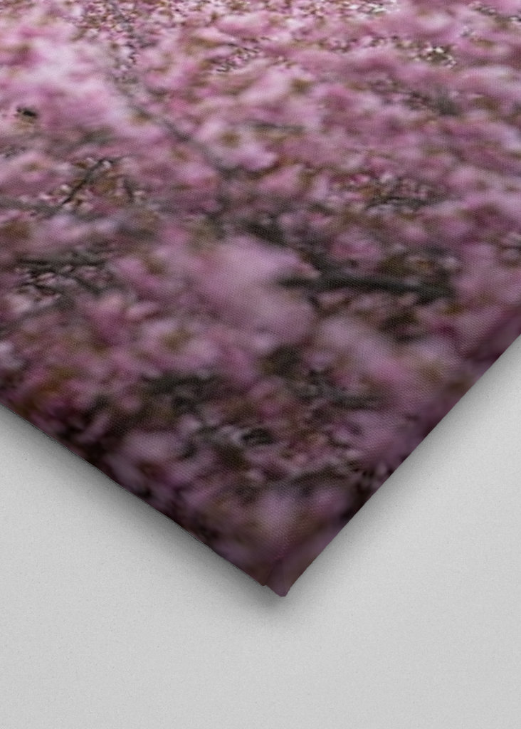 Fernsehturm zur Kirschblüte