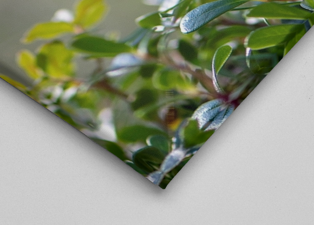 Le premier signe du printemps