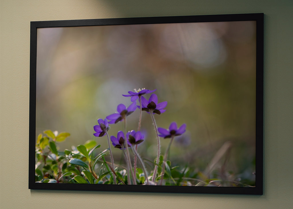 Le premier signe du printemps