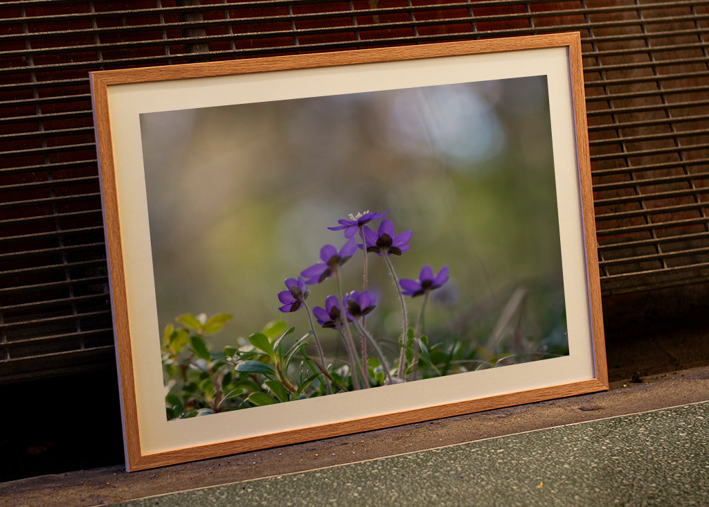 Le premier signe du printemps