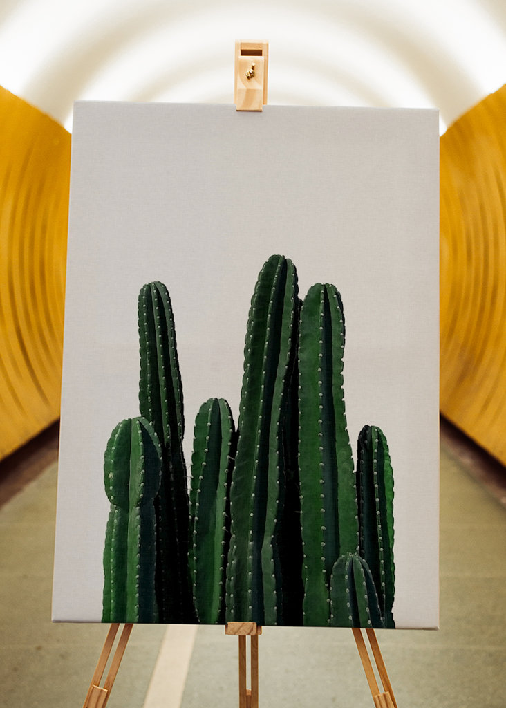 Cactus 