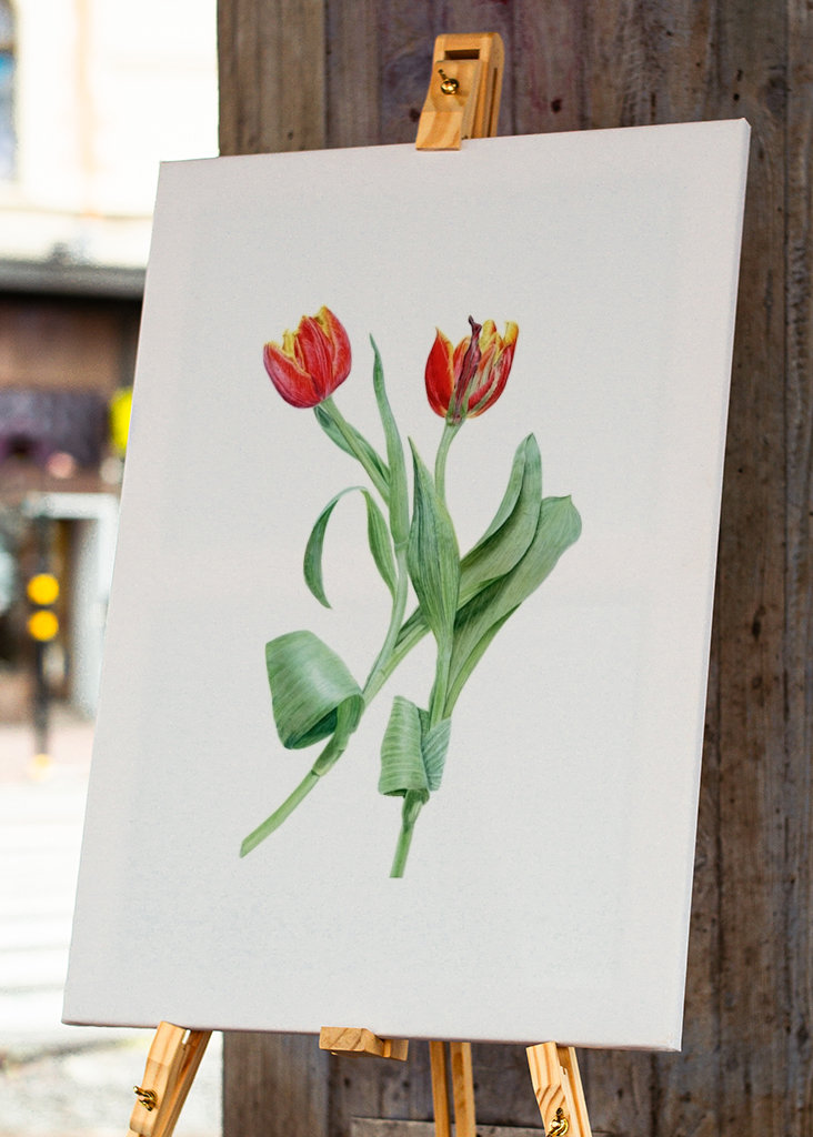 Red tulips