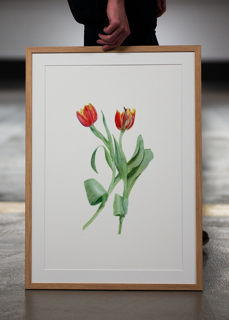 Red tulips