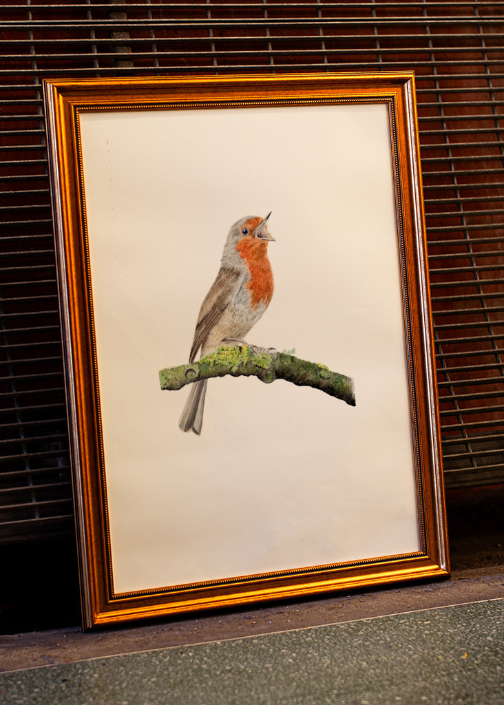 Singendes Rotkehlchen 