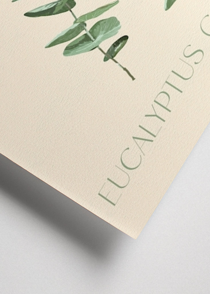 Eukalyptus 