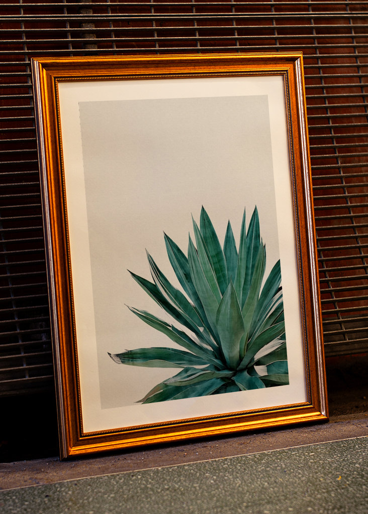 Agave Cactus