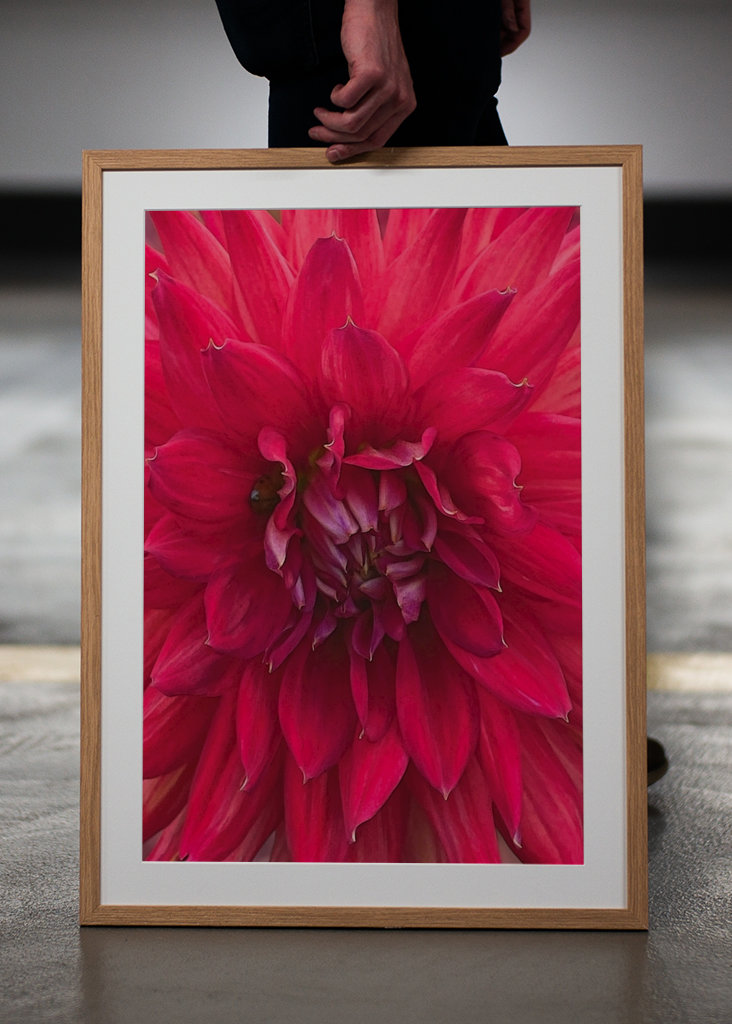Dahlia rouge