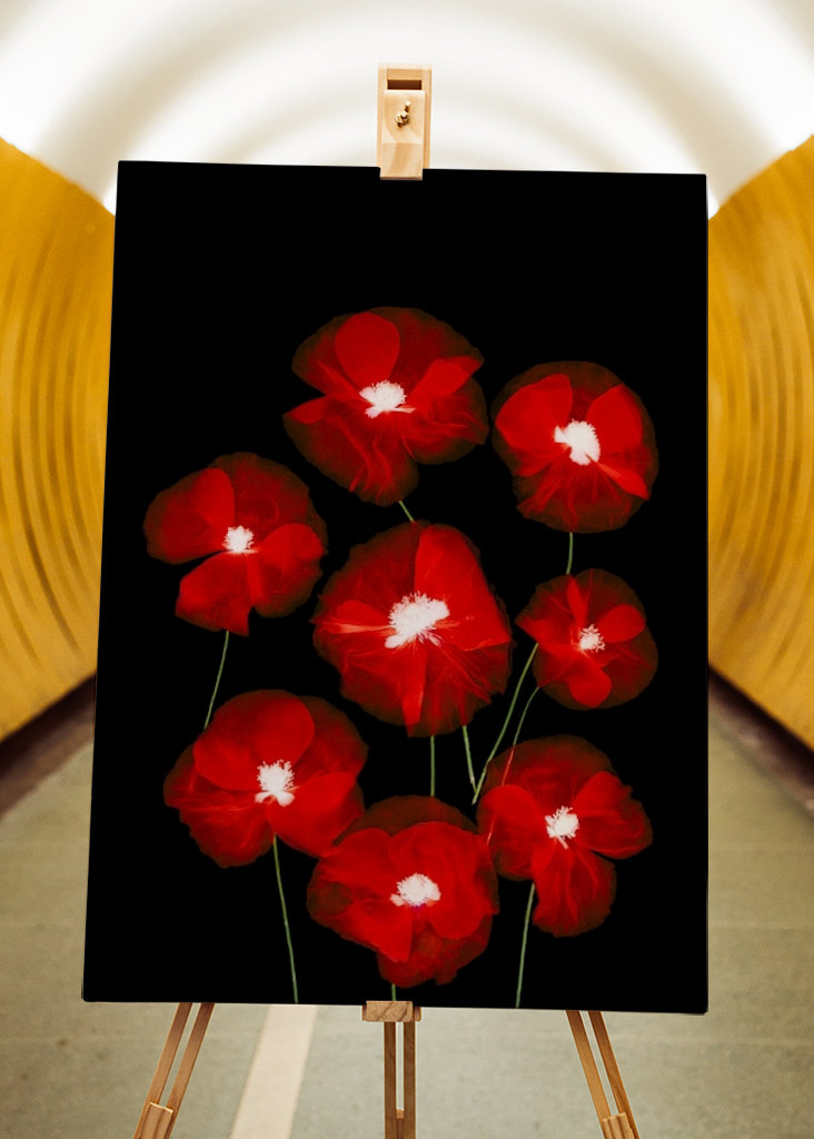 Kreative Mohnfotografie