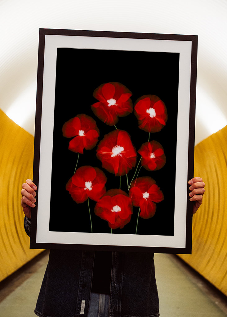 Kreative Mohnfotografie