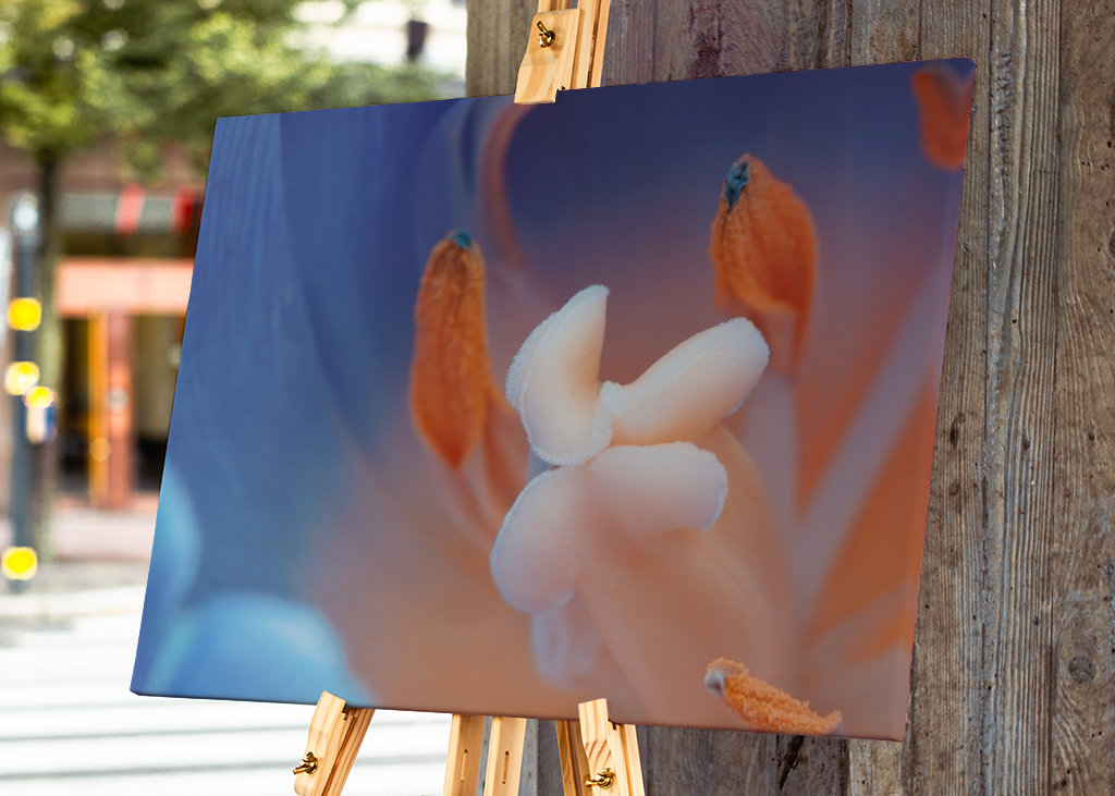 Makro Blume - Pfingstrose Foto