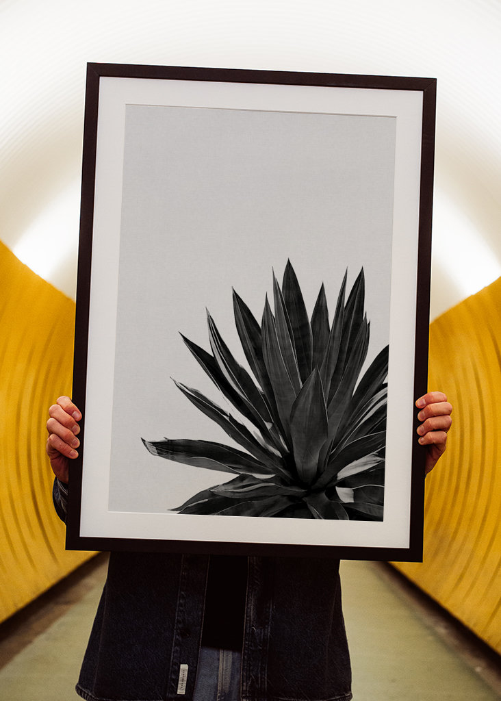 Agave Cactus Black & White 